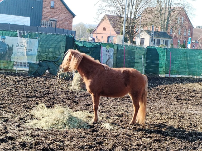 Shetland Ponys Stute 13 Jahre 102 cm Fuchs in Hameln