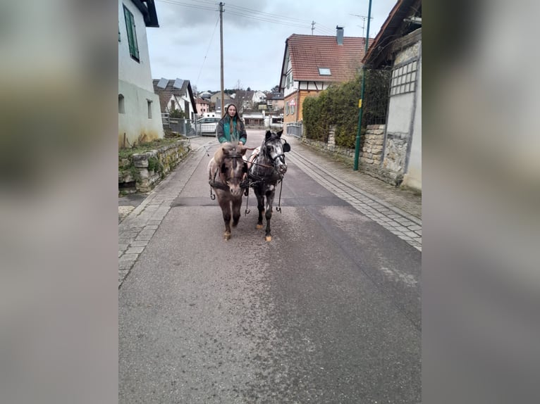 Shetland Ponys Mix Stute 13 Jahre 103 cm Tigerschecke in Eberdingen
