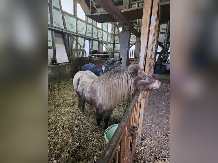 Shetland Ponys Mix Stute 13 Jahre 103 cm Tigerschecke in Eberdingen