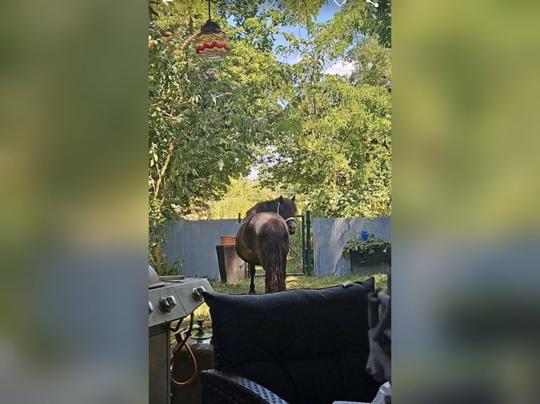 Shetland Ponys Stute 13 Jahre 105 cm Dunkelfuchs in K&#xF6;ln