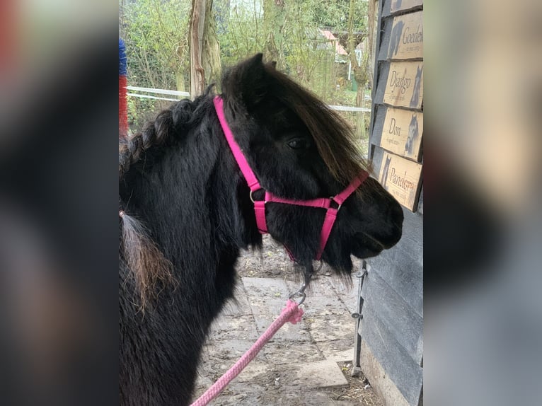 Shetland Ponys Stute 13 Jahre 105 cm Rappe in Leerbroek