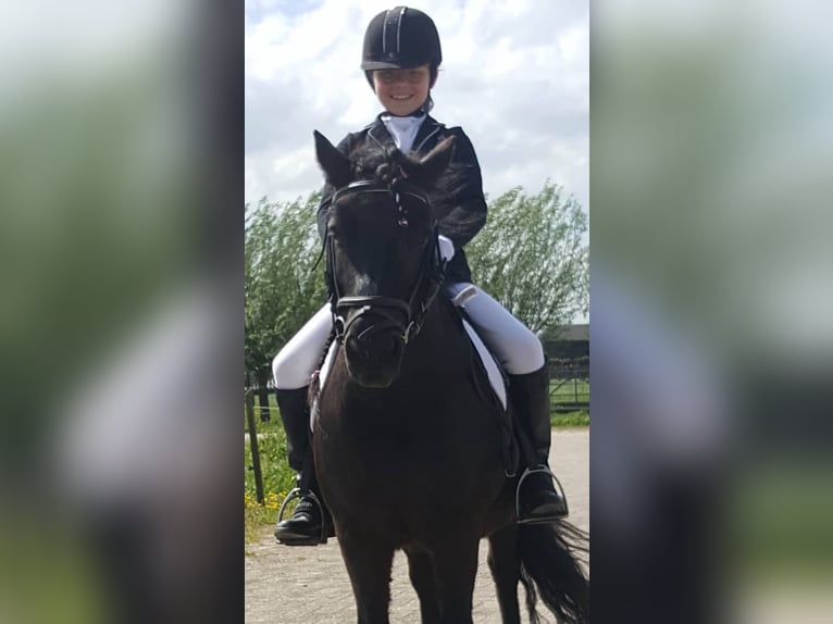 Shetland Ponys Stute 13 Jahre 105 cm Rappe in Leerbroek