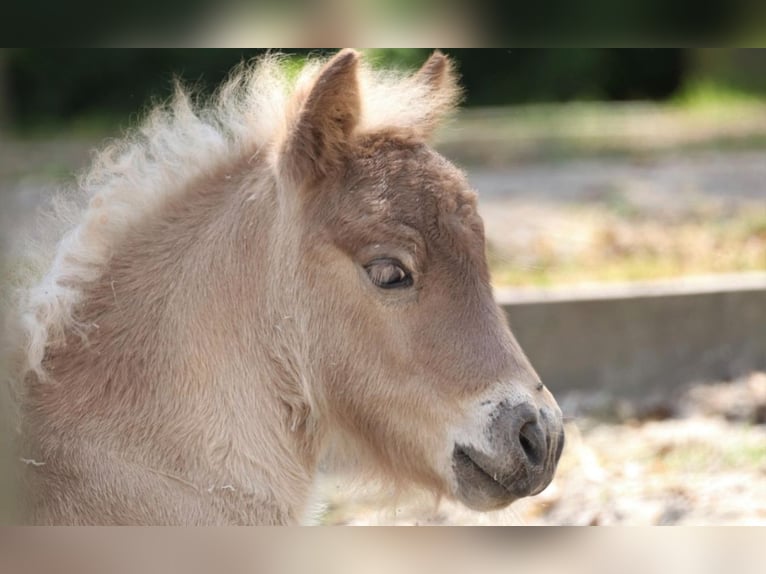 Shetland Ponys Stute 13 Jahre 105 cm Rappe in Leerbroek