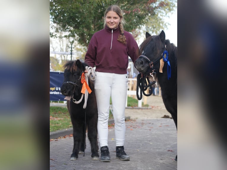 Shetland Ponys Stute 13 Jahre 105 cm Rappe in Leerbroek