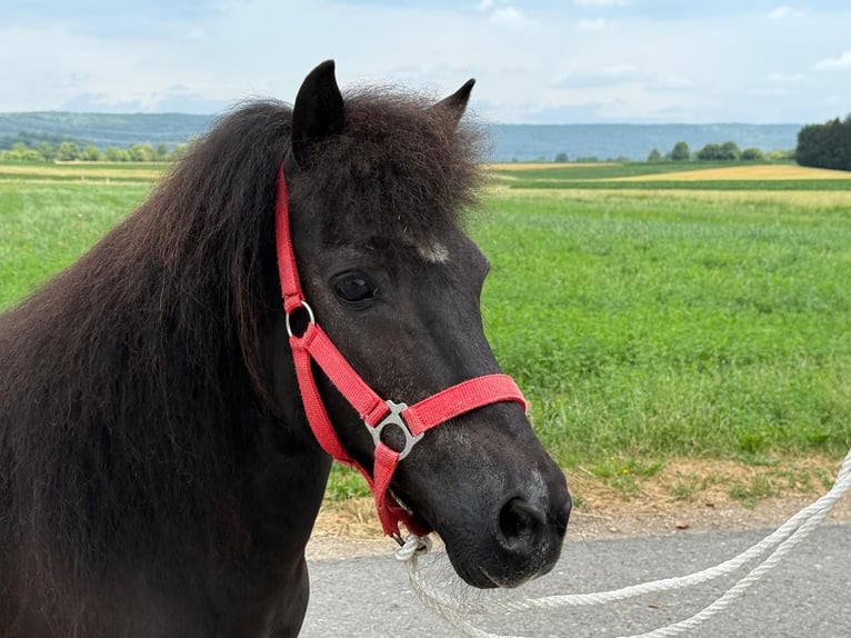 Shetland Ponys Stute 13 Jahre 108 cm Rappe in Riedlingen