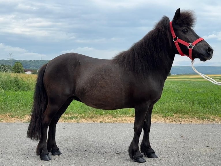 Shetland Ponys Stute 13 Jahre 108 cm Rappe in Riedlingen