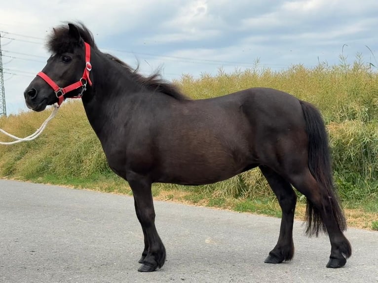 Shetland Ponys Stute 13 Jahre 108 cm Rappe in Riedlingen