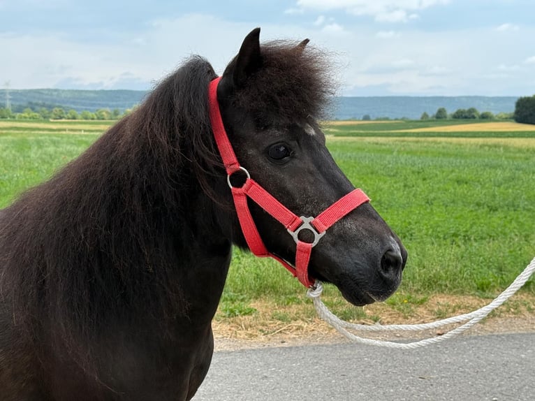 Shetland Ponys Stute 13 Jahre 108 cm Rappe in Riedlingen
