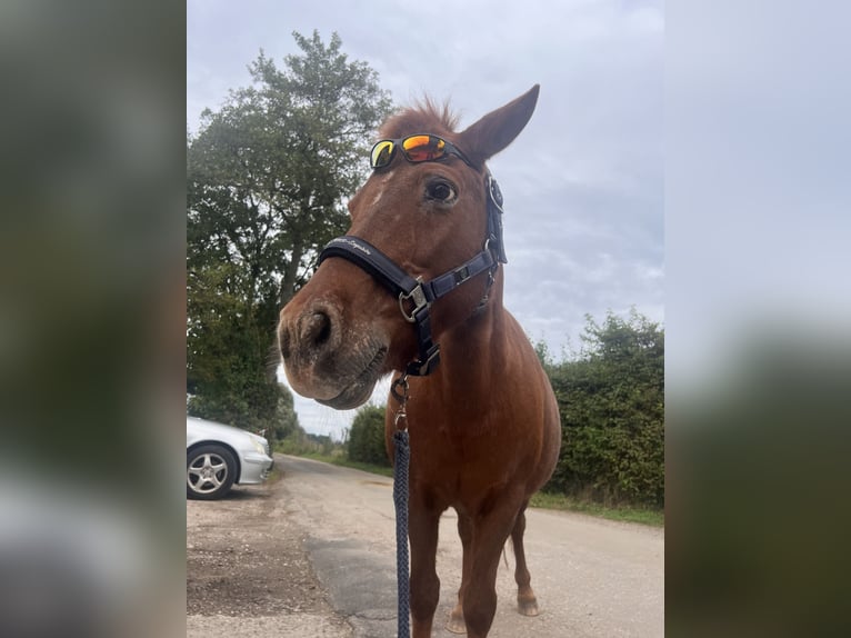 Shetland Ponys Mix Stute 13 Jahre 112 cm Fuchs in Sinzheim