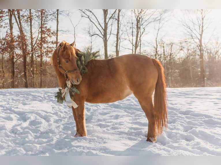 Shetland Ponys Stute 13 Jahre 122 cm Dunkelfuchs in Howell