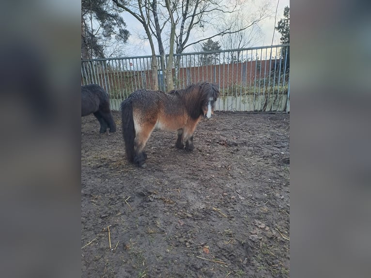 Shetland Ponys Stute 13 Jahre 85 cm Brauner in Osnabrück