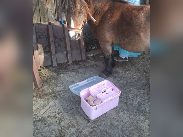 Shetland Ponys Stute 13 Jahre 85 cm Brauner in Osnabrück