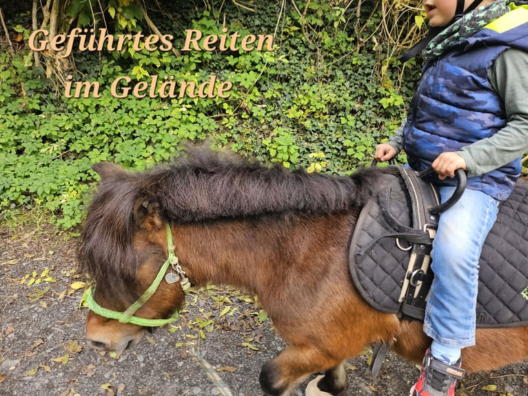 Shetland Ponys Stute 13 Jahre 89 cm Brauner in Kettig