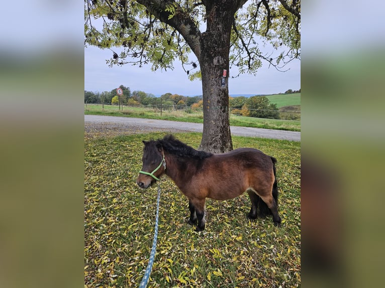 Shetland Ponys Stute 13 Jahre 89 cm Brauner in Kettig