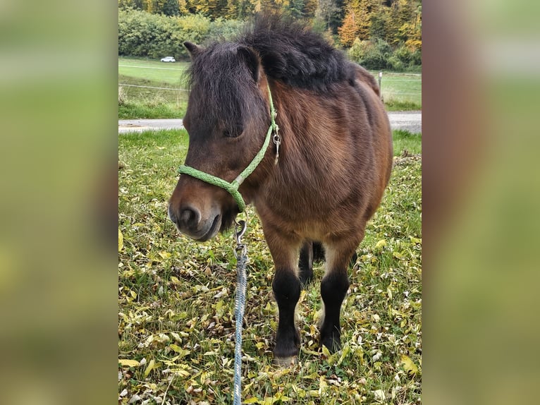 Shetland Ponys Stute 13 Jahre 89 cm Brauner in Kettig