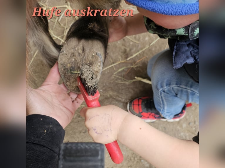 Shetland Ponys Stute 13 Jahre 89 cm Brauner in Kettig