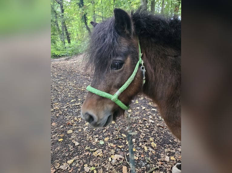 Shetland Ponys Stute 13 Jahre 89 cm Brauner in Kettig