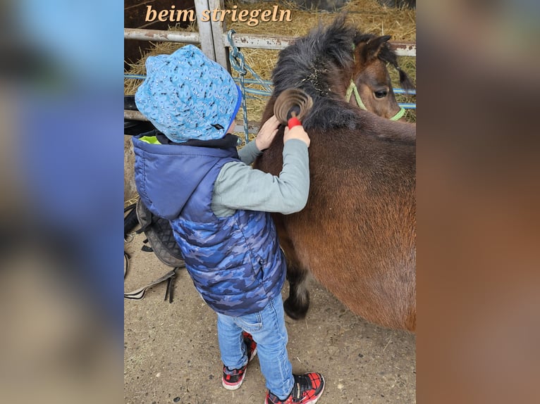 Shetland Ponys Stute 13 Jahre 89 cm Brauner in Kettig