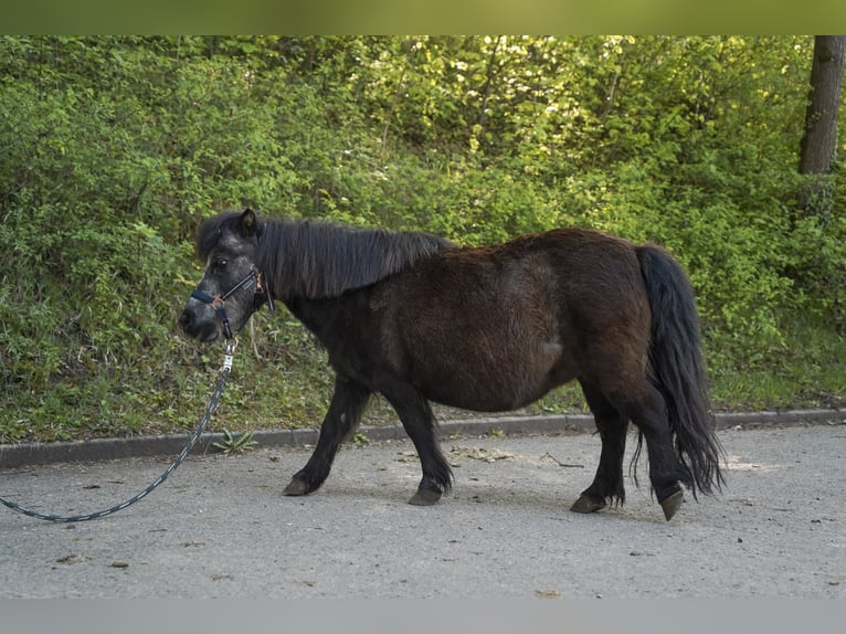 Shetland Ponys Stute 13 Jahre 90 cm Rappe in Lorch