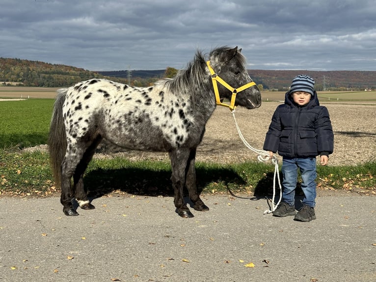 Shetland Ponys Stute 13 Jahre 90 cm Tigerschecke in Riedlingen