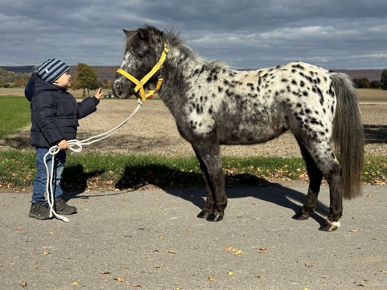 Shetland Ponys Stute 13 Jahre 90 cm Tigerschecke in Riedlingen