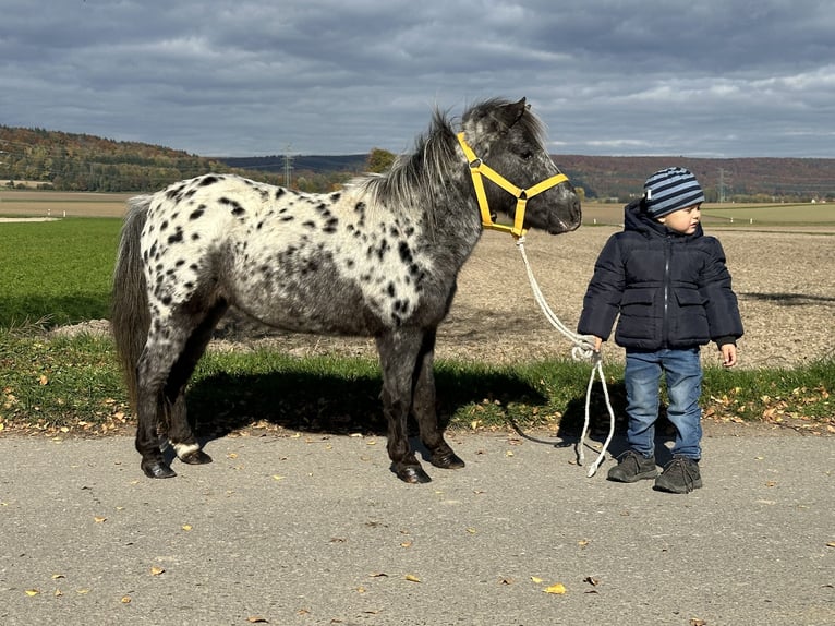 Shetland Ponys Stute 13 Jahre 90 cm Tigerschecke in Riedlingen