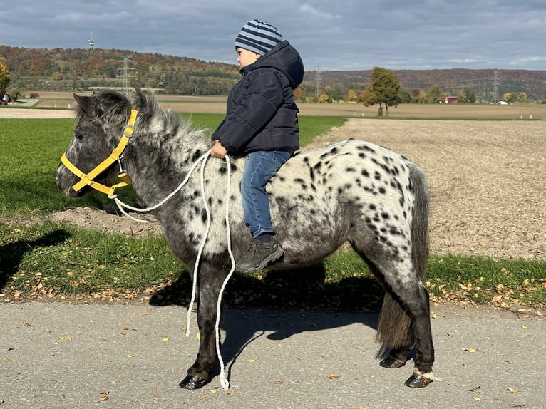 Shetland Ponys Stute 13 Jahre 90 cm Tigerschecke in Riedlingen