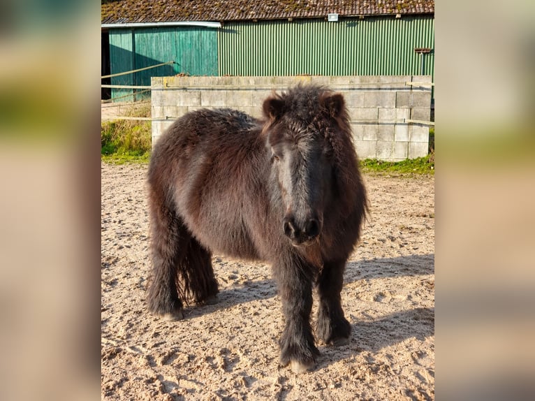 Shetland Ponys Stute 13 Jahre 94 cm Schwarzbrauner in Heeslingen