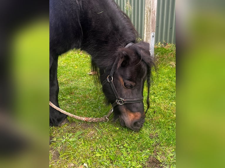 Shetland Ponys Stute 13 Jahre 94 cm Schwarzbrauner in Heeslingen