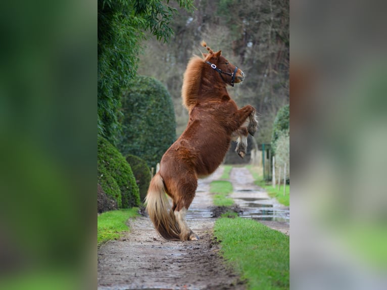 Shetland Ponys Stute 13 Jahre 97 cm Fuchs in Schilde