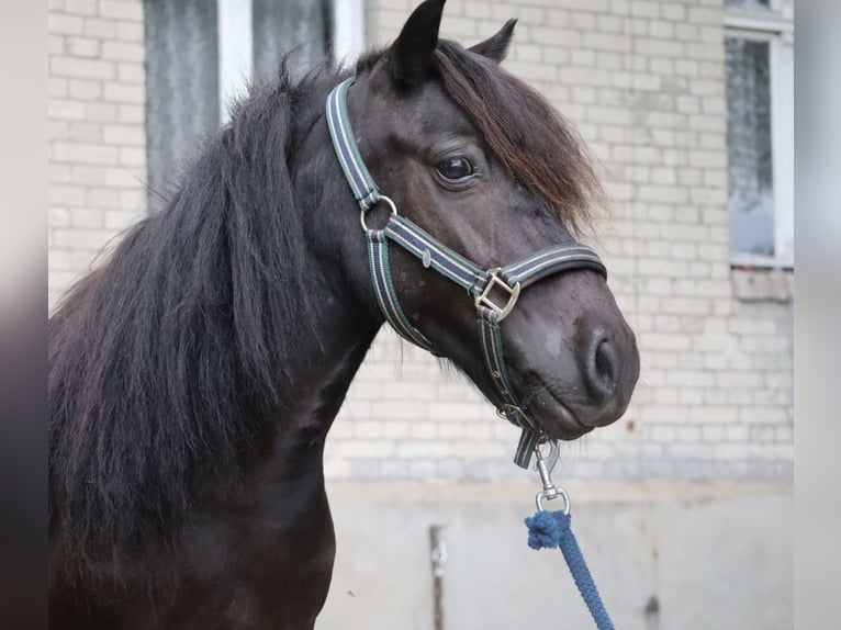 Shetland Ponys Stute 13 Jahre 98 cm Rappe in Gardelegen