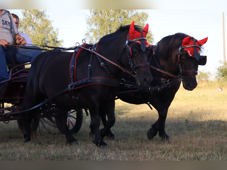 Shetland Ponys Stute 13 Jahre 98 cm Rappe in Gardelegen