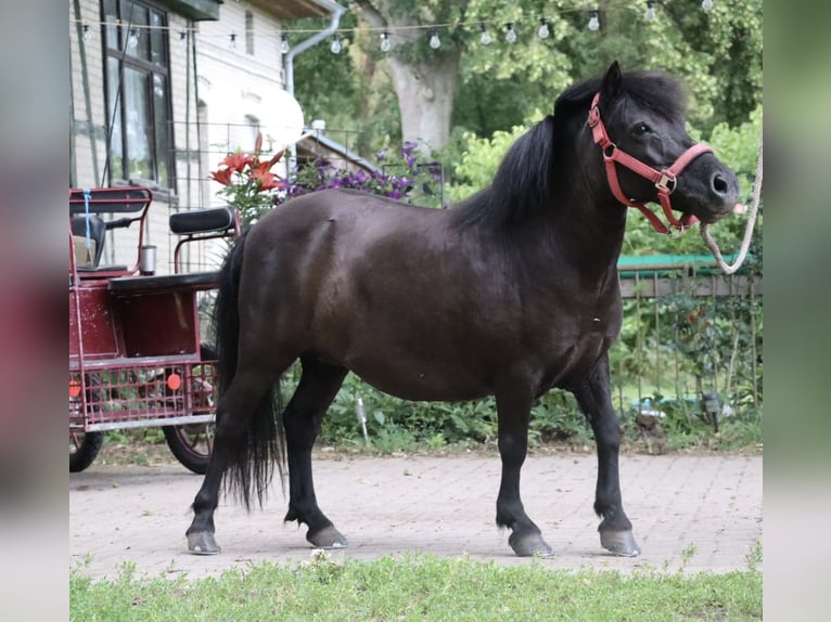 Shetland Ponys Stute 13 Jahre 98 cm Rappe in Gardelegen