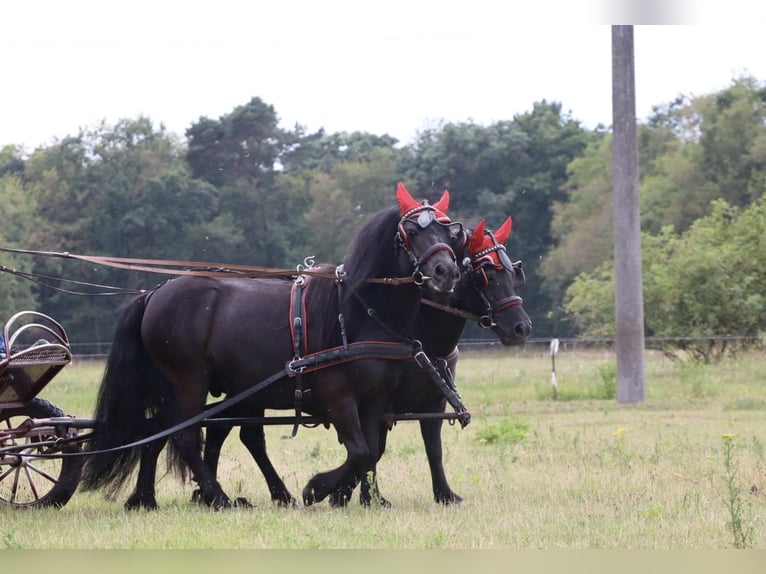 Shetland Ponys Stute 13 Jahre 98 cm Rappe in Gardelegen