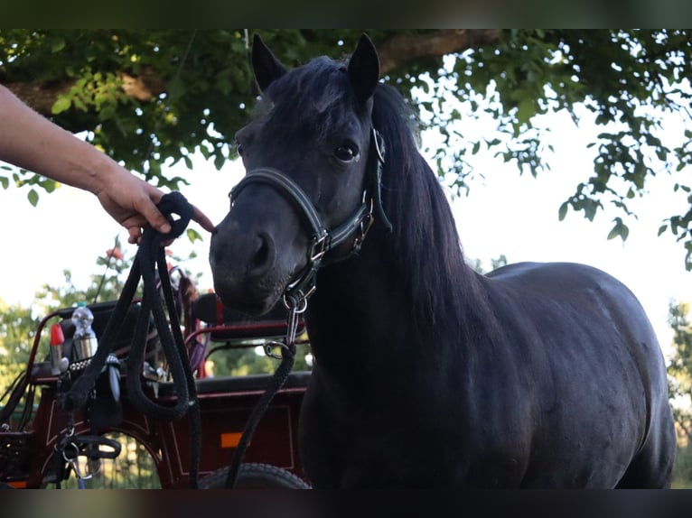 Shetland Ponys Stute 13 Jahre 98 cm Rappe in Gardelegen