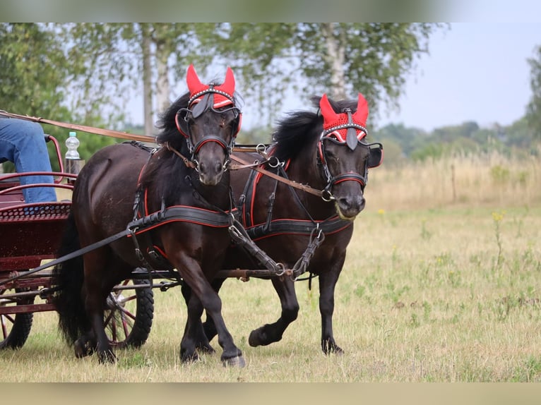 Shetland Ponys Stute 13 Jahre 98 cm Rappe in Gardelegen