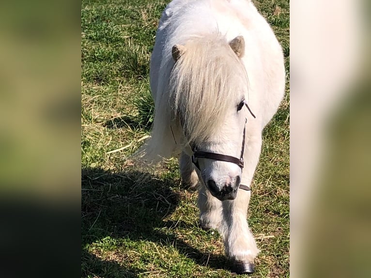 Shetland Ponys Stute 13 Jahre in Eppelheim