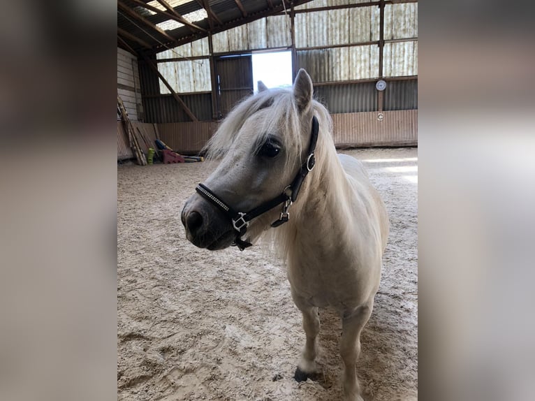 Shetland Ponys Stute 13 Jahre in Eppelheim