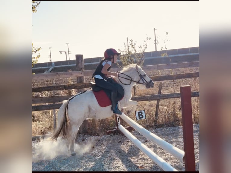 Shetland Ponys Mix Stute 13 Jahre Schimmel in Unterwaltersdorf