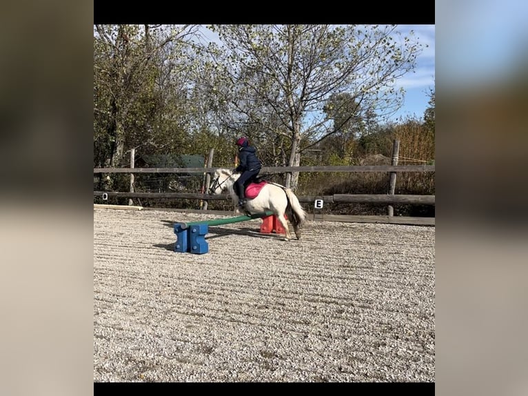 Shetland Ponys Mix Stute 13 Jahre Schimmel in Unterwaltersdorf