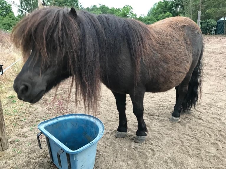 Shetland Ponys Stute 14 Jahre 100 cm Fuchs in Philippsburg