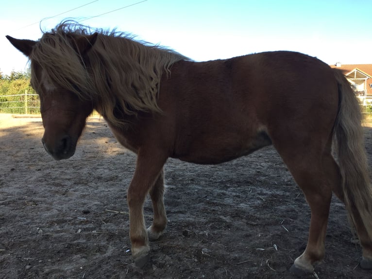 Shetland Ponys Stute 14 Jahre 100 cm Fuchs in Philippsburg