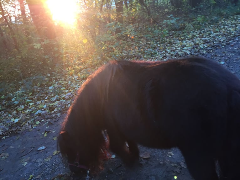 Shetland Ponys Stute 14 Jahre 100 cm Fuchs in Philippsburg