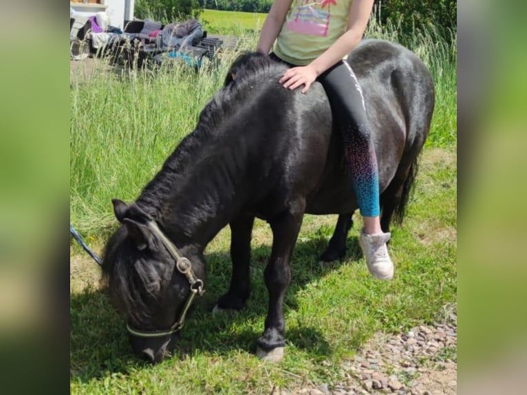 Shetland Ponys Stute 14 Jahre 100 cm Rappe in Nordhalben