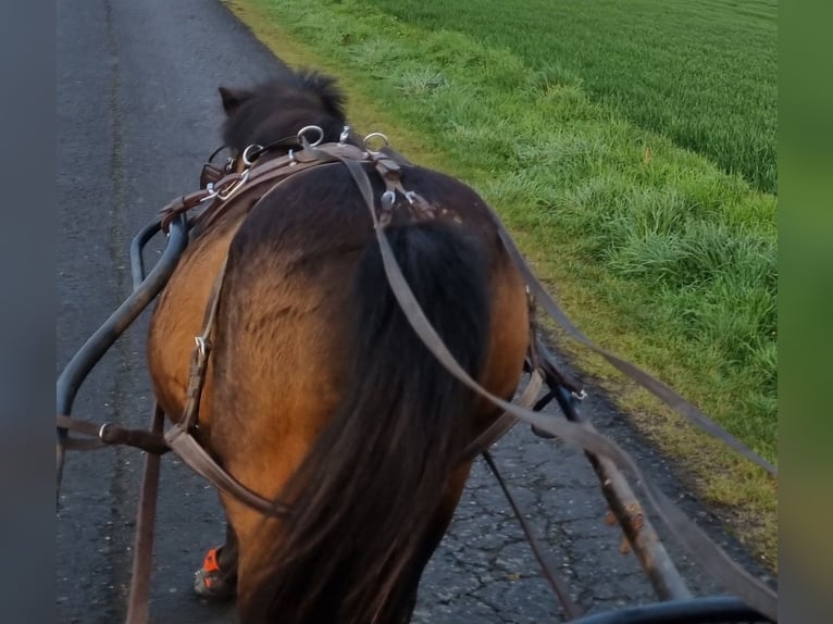 Shetland Ponys Stute 14 Jahre 110 cm Brauner in Werl