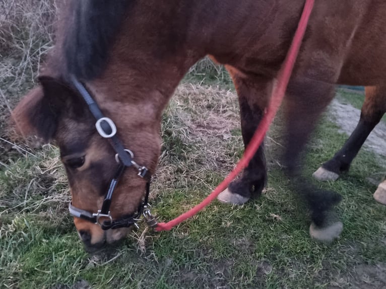 Shetland Ponys Stute 14 Jahre 110 cm Brauner in Werl