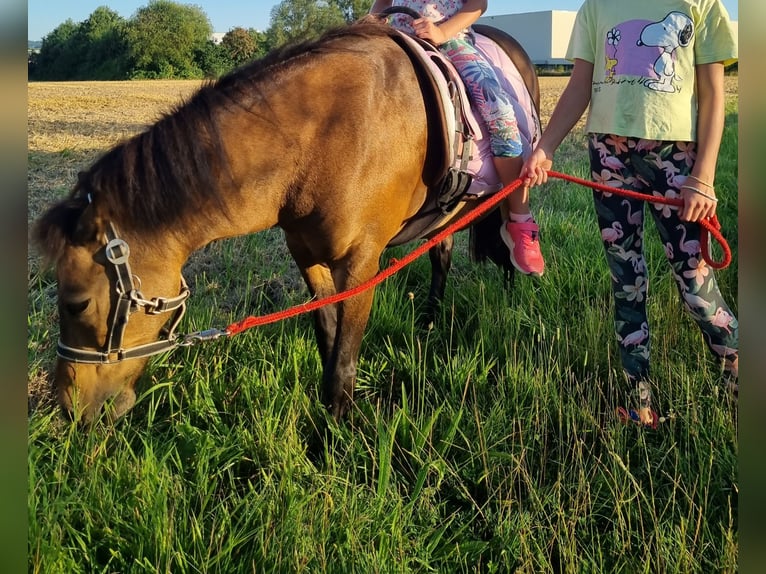 Shetland Ponys Stute 14 Jahre 110 cm Brauner in Werl