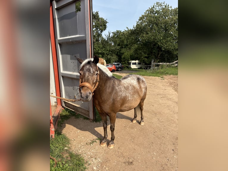 Shetland Ponys Mix Stute 14 Jahre 113 cm  in Roßtal