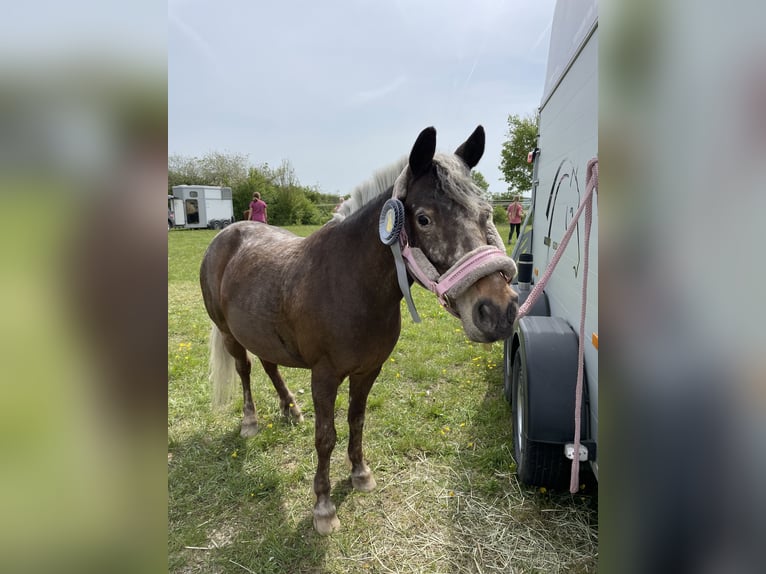 Shetland Ponys Mix Stute 14 Jahre 113 cm  in Roßtal