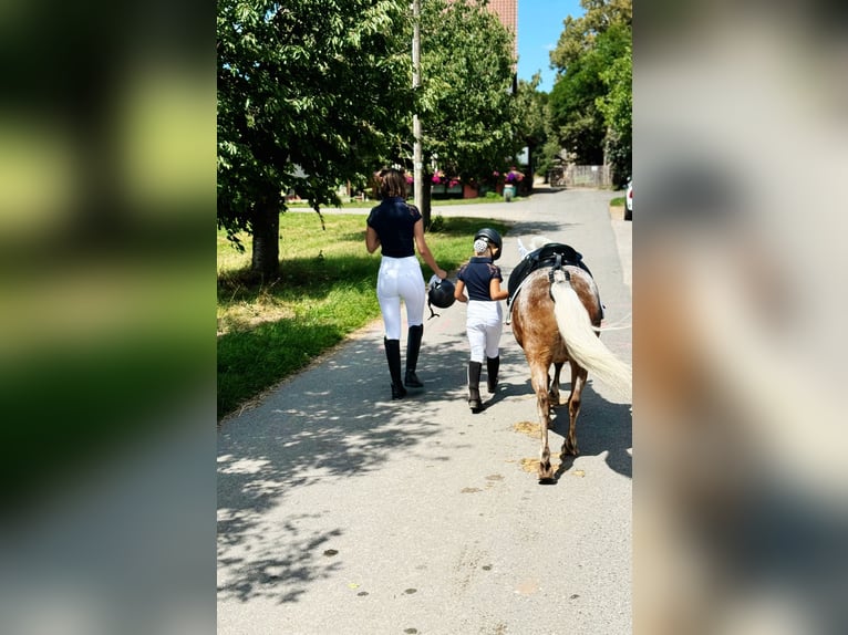 Shetland Ponys Mix Stute 14 Jahre 113 cm  in Roßtal